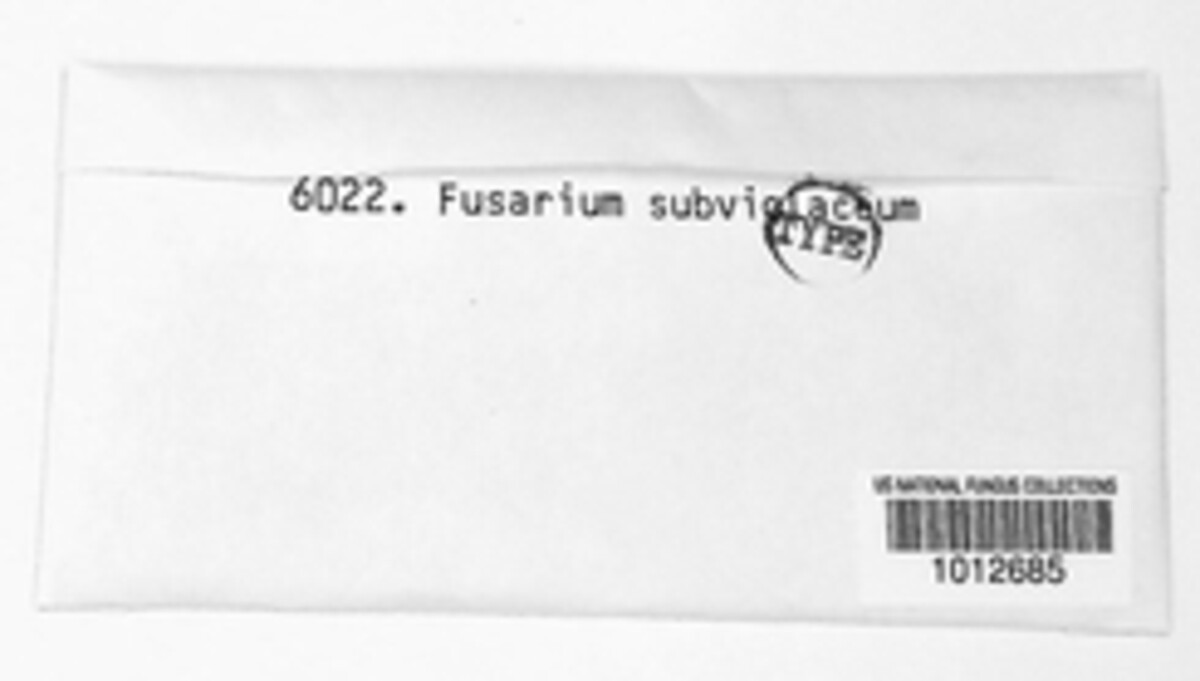 Fusarium subviolaceum image